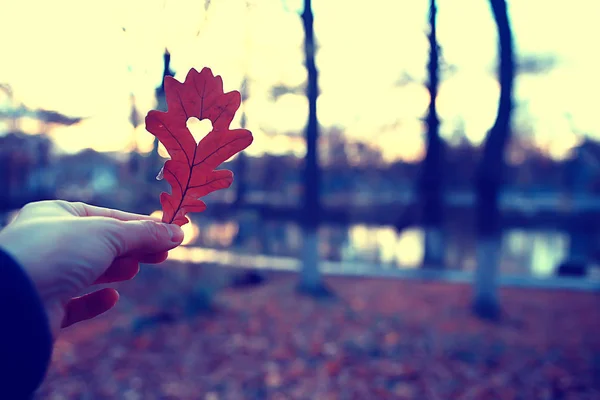 Осеннее Сердце Дубовой Желтый Лист Символ Сердца Осеннем Украшении Концепция — стоковое фото