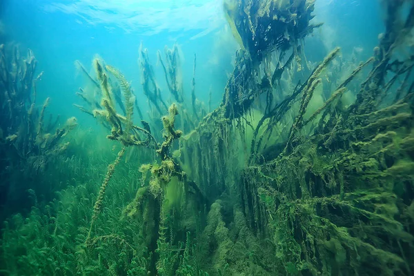 Árboles Sumergidos Inundados Bajo Agua Lago Selva Fresca Agua Ecología — Foto de Stock