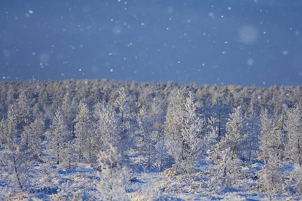 Abstrato Fundo Paisagem Inverno Floresta Geada Coberto Árvore Ramos Nevado — Fotografia de Stock