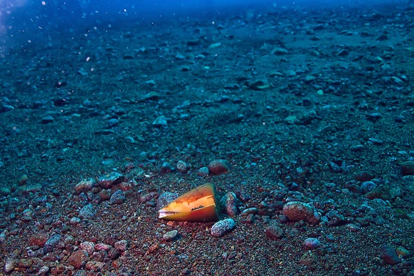 Içine Dalış Deniz Sahnesi Okyanusta Dinlenme Altında Yaban Hayatı — Stok fotoğraf