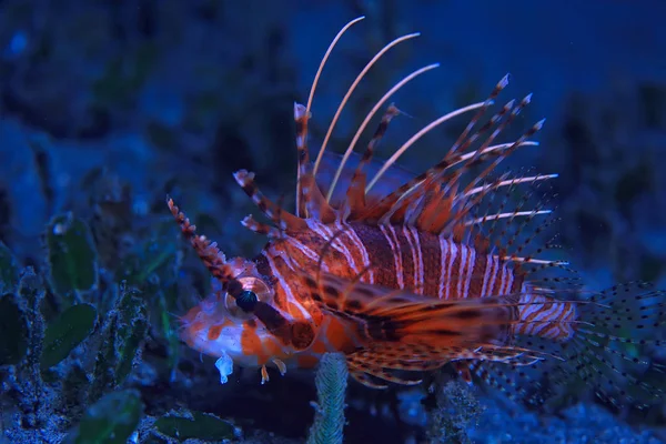 underwater world / blue sea wilderness, world ocean, amazing underwater