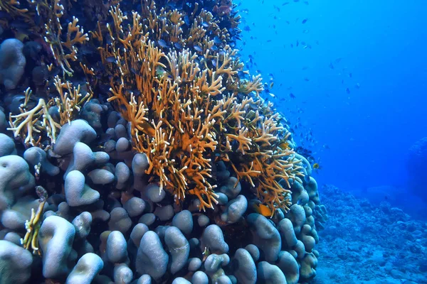 Coral Reef Underwater Lagoon Corals Underwater Landscape Snorkeling Trip — Stock Photo, Image