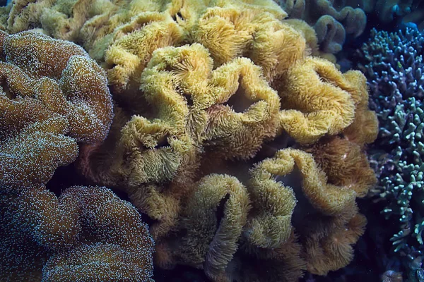 Meeresökosystem Unterwasserblick Blauer Ozean Wilde Natur Meer Abstrakter Hintergrund — Stockfoto