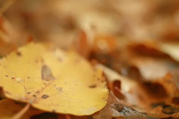 Fall Natte Bladeren Achtergrond Herfst Achtergrond Gele Bladeren Gedaald Van — Stockfoto