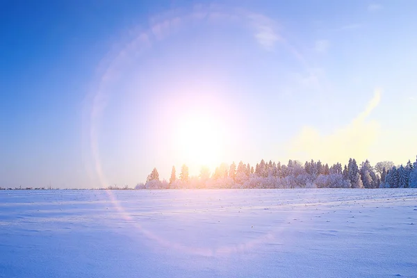 Закат Зимнем Лесу Февральский Закат Парке Снежный Лес Солнце Зимний — стоковое фото