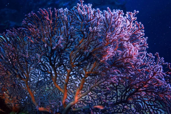 Gorgonian Stor Förgrening Korall Revet Seascape Undervattens Liv Havet — Stockfoto