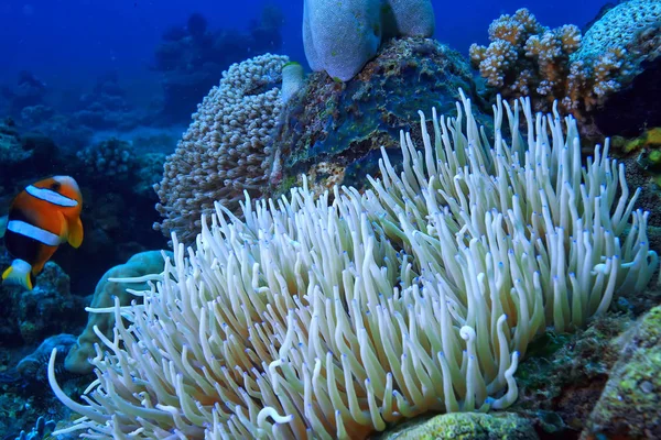 Recife Coral Subaquático Lagoa Com Corais Paisagem Subaquática Viagem Mergulho — Fotografia de Stock