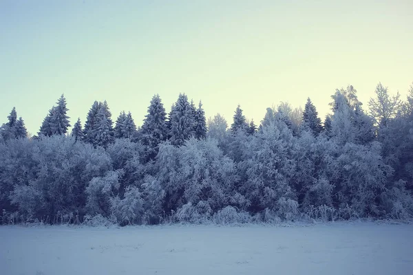 Winterlandschap Het Bos Sneeuwweer Januari Prachtig Landschap Het Besneeuwde Bos — Stockfoto