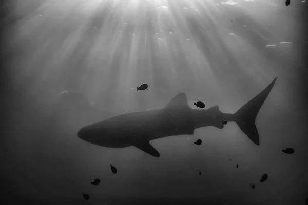 鲸鲨场景景观 抽象水下大海鱼 — 图库照片
