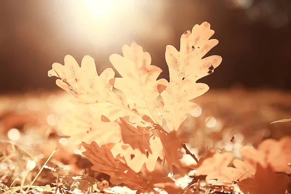 Осінній Пейзажний Фон Жовтим Листям Сонячним Осіннім Днем Сонячні Промені — стокове фото