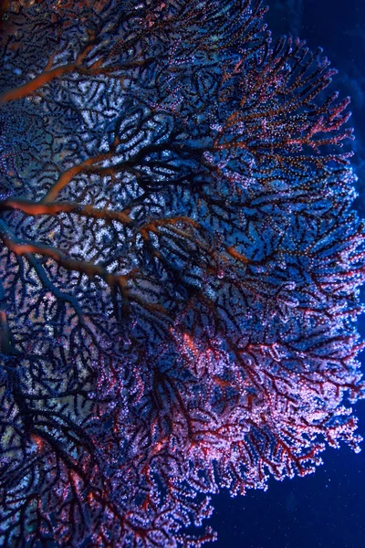 coral reef macro / texture, abstract marine ecosystem background on a coral reef