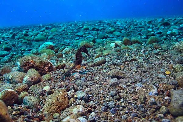 Mercan Resifi Sualtı Deniz Mercan Lagünü Okyanus Ekosistemi — Stok fotoğraf