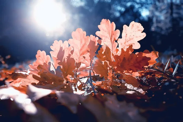 Paisaje Otoño Fondo Con Hojas Amarillas Día Otoño Soleado Los —  Fotos de Stock