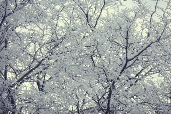 Abstrakte Hintergrund Landschaft Winter Wald Frostbedeckten Ästen Schnee Wetter Weihnachten — Stockfoto