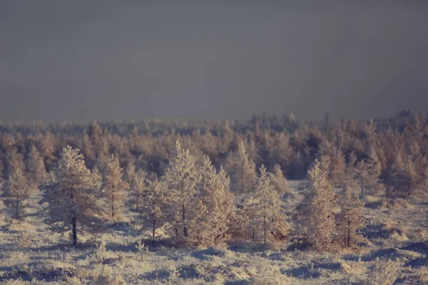 Winterlandschap Het Bos Sneeuwweer Januari Prachtig Landschap Het Besneeuwde Bos — Stockfoto