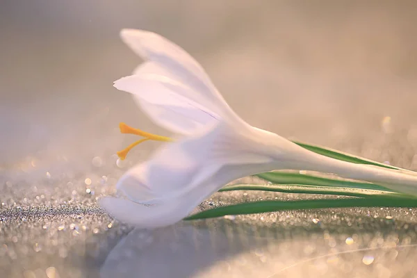 Fehér Crocus Tavaszi Virág Tavaszi Absztrakt Háttér Természet Fogalma — Stock Fotó