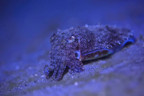 Seppia Mondo Subacqueo Sottomarino Fauna Marina Fauna Selvatica Immersioni Nell — Foto Stock