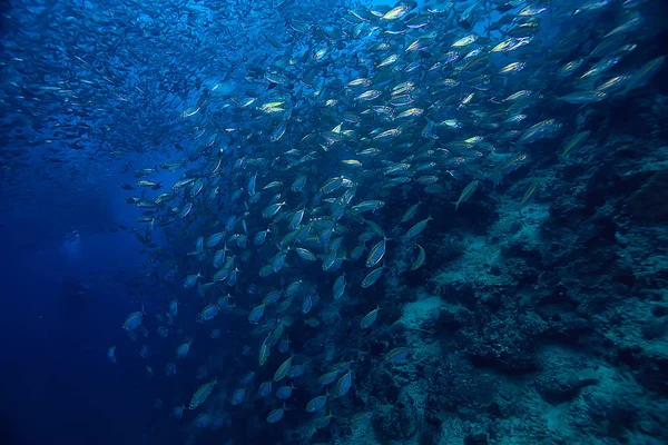 Косяк Водой Морской Экосистемой Большая Рыба Синем Фоне Живая Абстрактная — стоковое фото