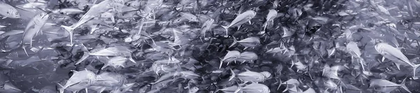 Много Caranx Подводной Большой Стаи Рыб Подводный Мир Экологическая Система — стоковое фото