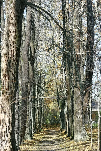 Weg Herbstpark Herbstlandschaft Gelber Park Herbstbäumen Und Blättern Ein Schöner — Stockfoto