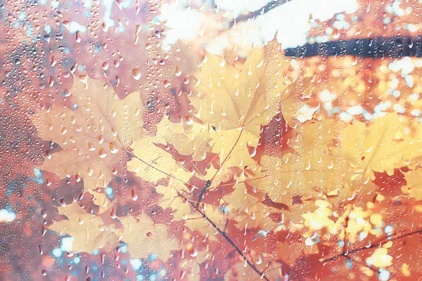 Podzimní Krajina Deštivého Dne Městském Parku Žlutých Stromech Dešti — Stock fotografie