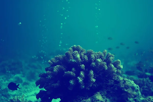 Mercan Resifi Vintage Tonlama Alışılmadık Manzara Sualtı Hayatı Okyanus Doğa — Stok fotoğraf