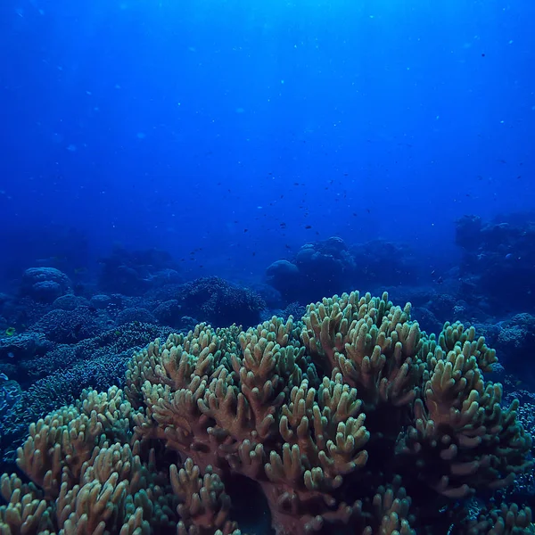 Unter Wasser Ozean Landschaft Unterwasserwelt Szene Blaue Idylle Natur — Stockfoto