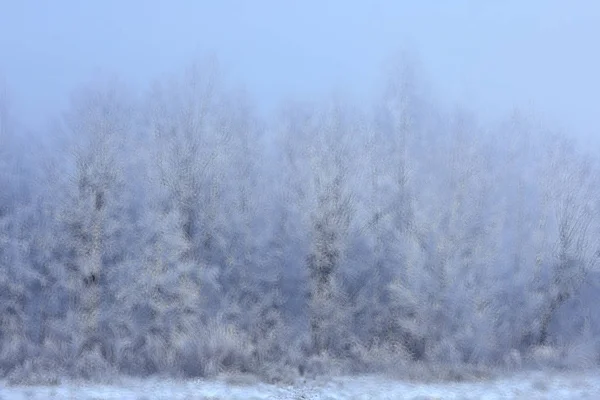 Forêt Abstraite Floue Lignes Verticales Hiver Fond Forestier Hiver Paysage — Photo