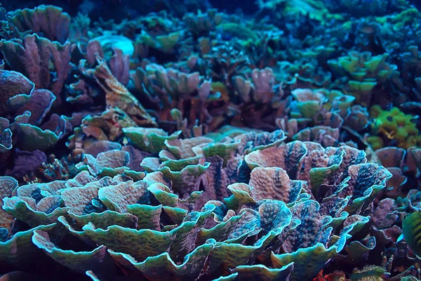 水中スポンジマリンライフ サンゴ礁水中シーン抽象スポンジと海の風景 — ストック写真