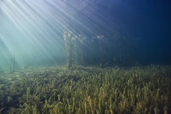 Sonnenstrahlen Fluss Unterwasserlandschaft Abstrakte Unterwasserlandschaft Pflanzen Frisches Ökosystem — Stockfoto