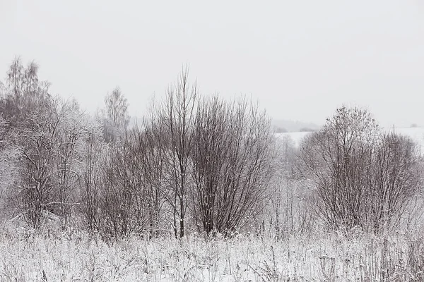 Paysage Hivernal Dans Forêt Temps Neigeux Janvier Beau Paysage Dans — Photo