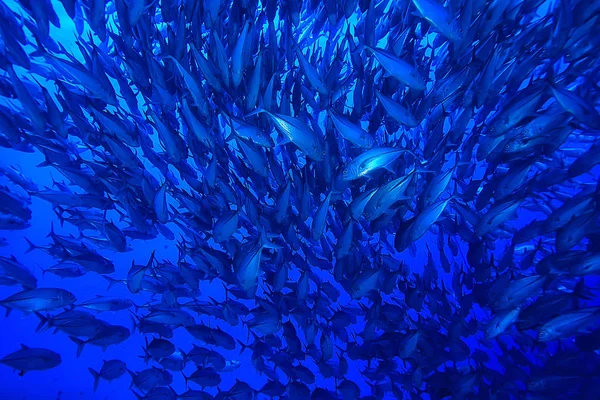 Muchos Caranx Bajo Agua Gran Bandada Peces Mundo Submarino Sistema — Foto de Stock