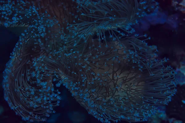 coral reef macro / texture, abstract marine ecosystem background on a coral reef