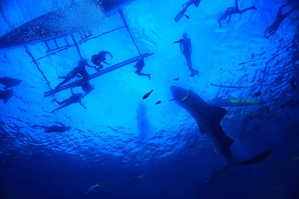 Paisagem Cena Tubarão Baleia Abstrato Subaquático Peixe Grande Mar Aventura — Fotografia de Stock