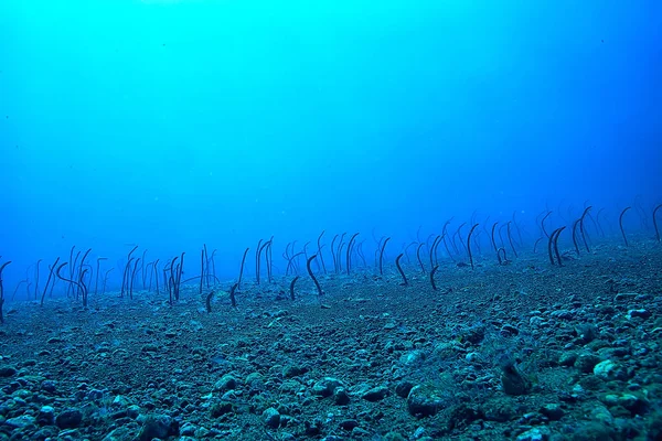 Морські Вугрі Під Водою Садові Вугрі Морські Змії Дикі Тварини — стокове фото