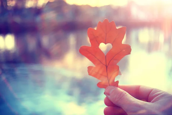 秋天的心在橡木黄叶 心的象征在秋天装饰 概念秋天爱 走在公园里 — 图库照片