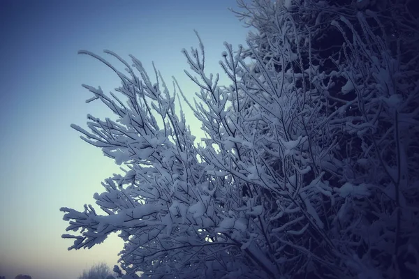 Paisaje Invernal Bosque Clima Nevado Enero Hermoso Paisaje Bosque Nevado —  Fotos de Stock