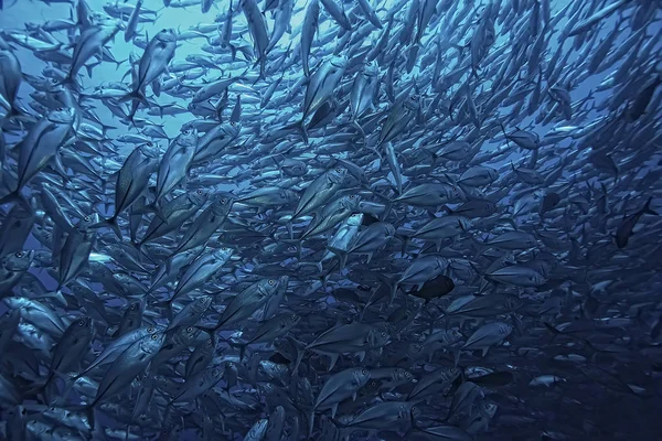 Caranx 大型鱼类群 水下世界 海洋生态系统 — 图库照片