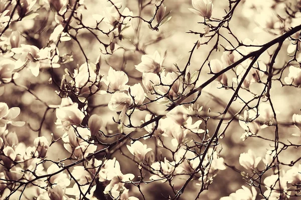 Nabídka Jarních Květů Pozadí Nádherný Obraz Kvetoucích Větví — Stock fotografie