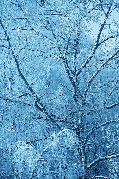 Winterpark Stadsgezicht Winter Weer Landschap Sneeuw Stad Bomen Een Stadspark — Stockfoto