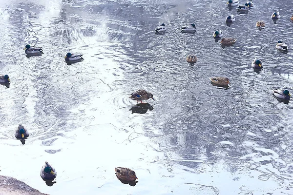 Зимівлі Птахів Птахів Зграї Зимове Озеро Дикі Птахи Зимовому Озері — стокове фото