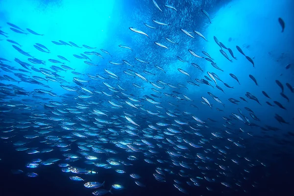 Víz Alatti Óceán Táj Víz Alatti Világ Jelenet Kék Idill — Stock Fotó