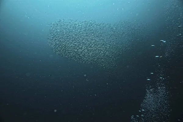 Broussaille Sous Eau Écosystème Marin Grand Banc Poissons Sur Fond — Photo