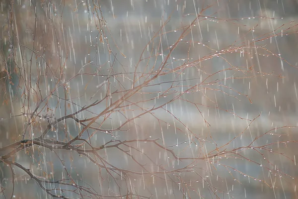 나무에서 비오는 날에가을 — 스톡 사진