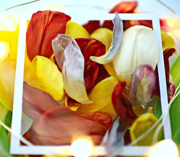 Veelkleurige Bloemblaadjes Frame Achtergrond Abstract Voorjaar Achtergrond Bloem Veld — Stockfoto