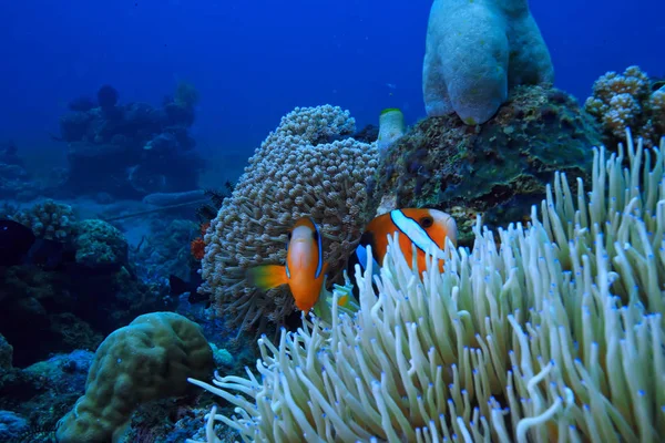 Clown Vis Koraal Rif Macro Onderwater Scene Uitzicht Koraalvissen Onderwater — Stockfoto