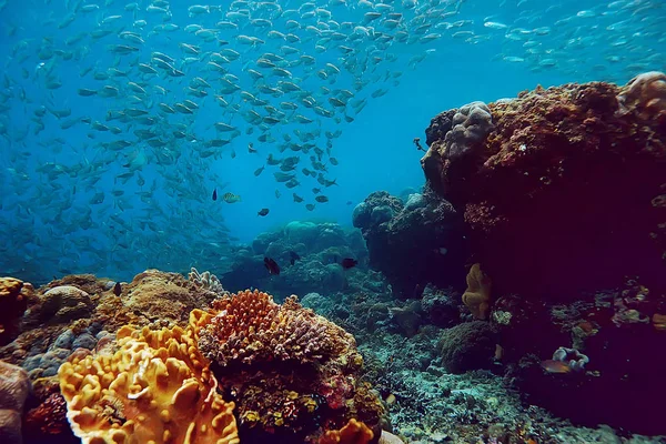 Кораловий Риф Під Водою Лагуною Коралами Підводний Пейзаж Снорклінгова Подорож — стокове фото