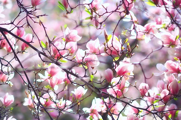 Magnolia Blossom Voorjaar Tuin Mooie Bloemen Lente Achtergrond Roze Bloemen — Stockfoto