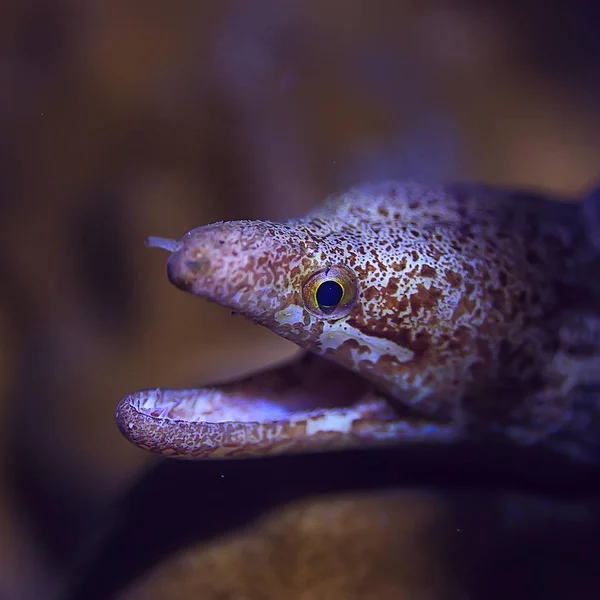 Морской Угорь Водой Красивый Вид Море Водой — стоковое фото