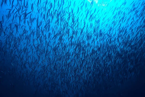 Onderwater Scene Koraalriffen Wereld Oceaan Wildlife Landschap — Stockfoto